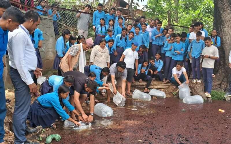 विद्यालयको आम्दानीका लागि ग्रामकाली मावि अमारेमा माछापालन सुरु